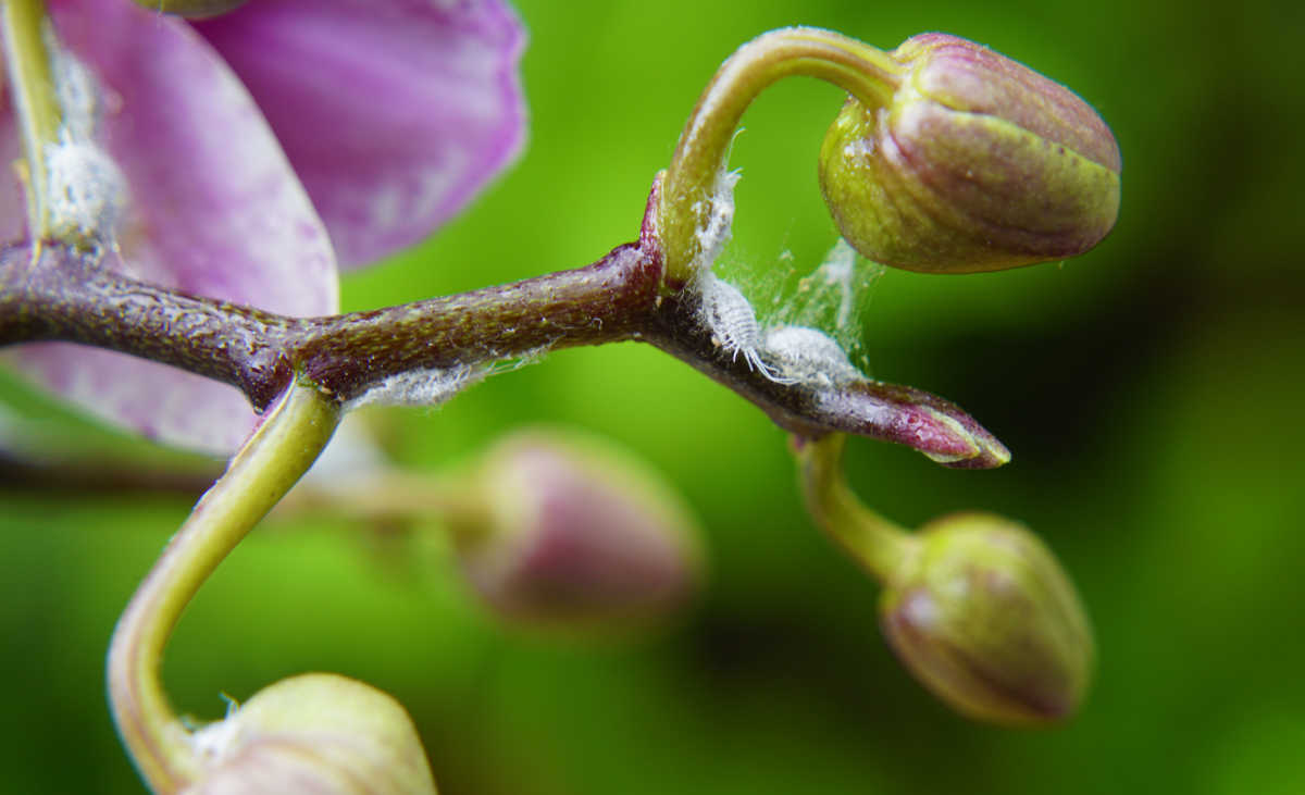 Mealybugs on moth orchid flower buds.