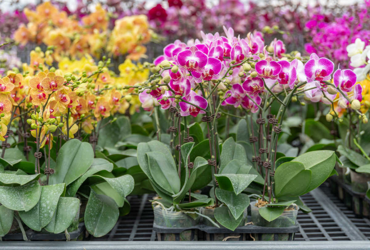 A garden center table with trays of Phalaenopsis orchids for sale.