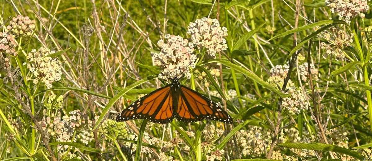 A shot of a monarch butterfly that has landed on a narrowleaf milkweed (Asclepias fascicularis) flower cluster.