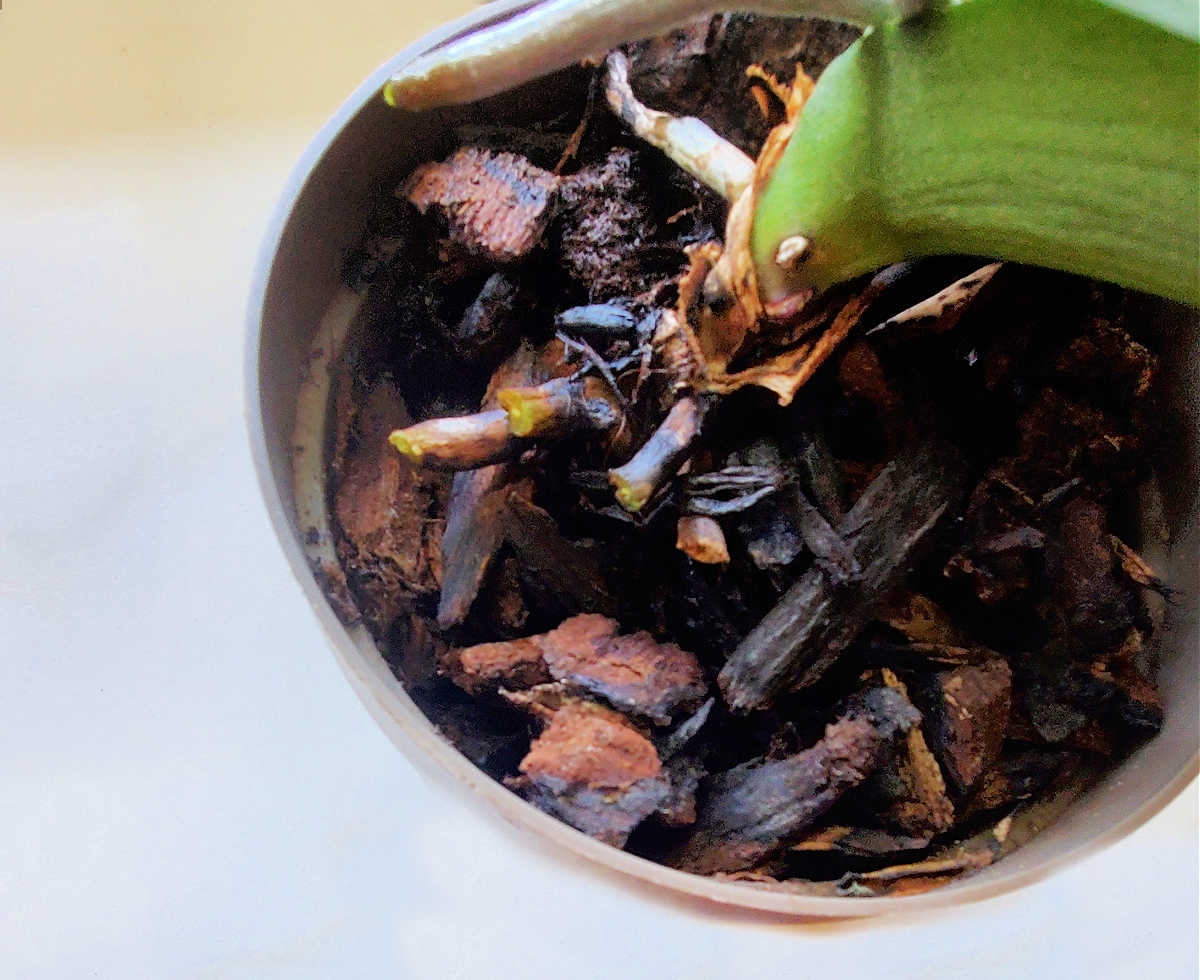 A garden pot on a white counter with an orchid growing in orchid potting mix.