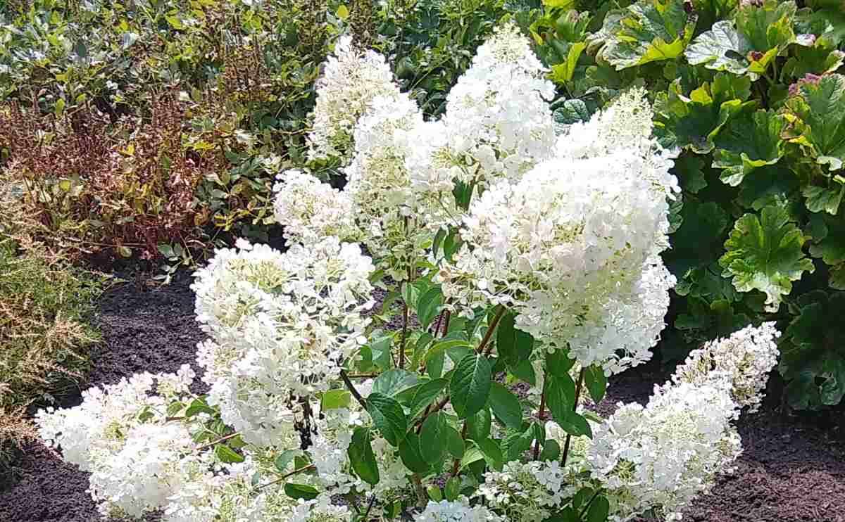 A close up shot of a panicle hydrangea (Hydrangea paniculata), showing just the beautiful white flowers, and not any of the leaves.
