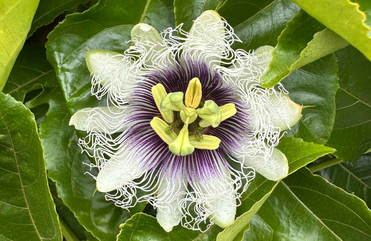 An extreme close up shot of a passion fruit flower (Passiflora edulis), showing its white flowers with a purple ring around the center.