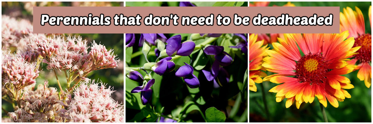 Pictures of sedum, baptisia and gaillardia in a collage. Green text box reads Perennials that don't need to be deadheaded.
