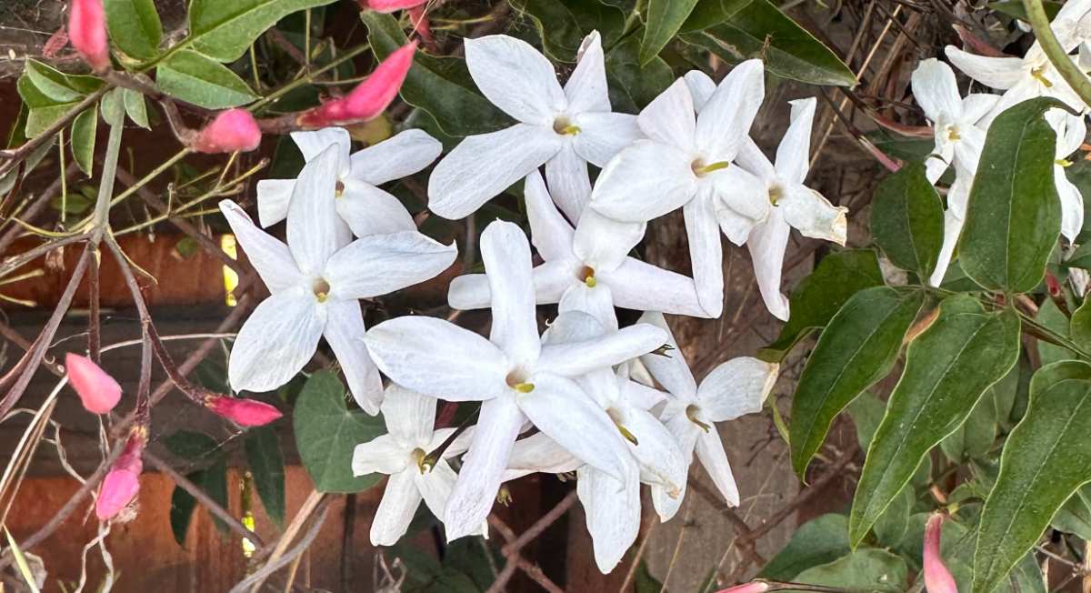 A close up shot of pink buds and white flowers of a pink jasmine plant (Jasminum polyanthum).