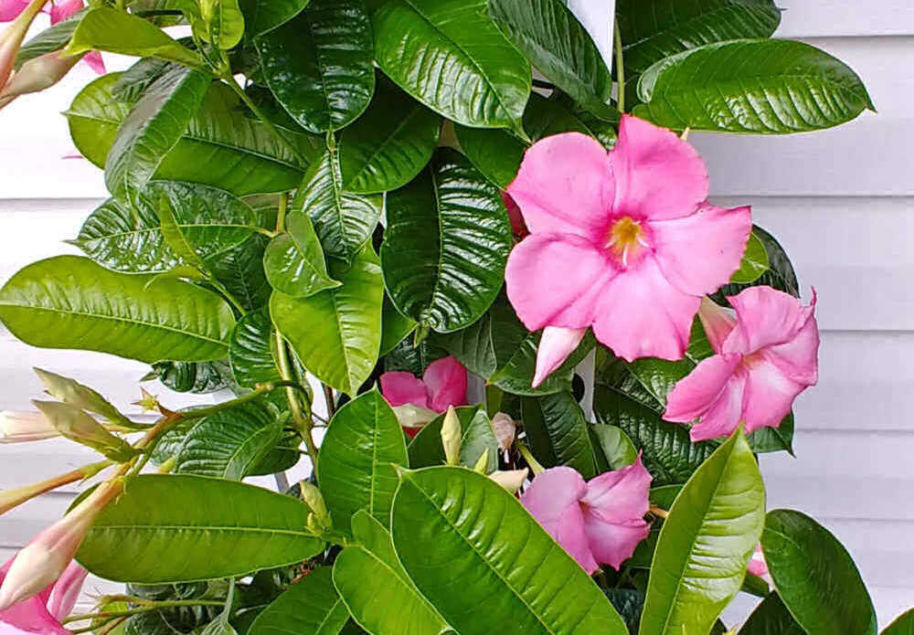 Pink flowers of a mandevilla vine growing on a trellis near a white house.