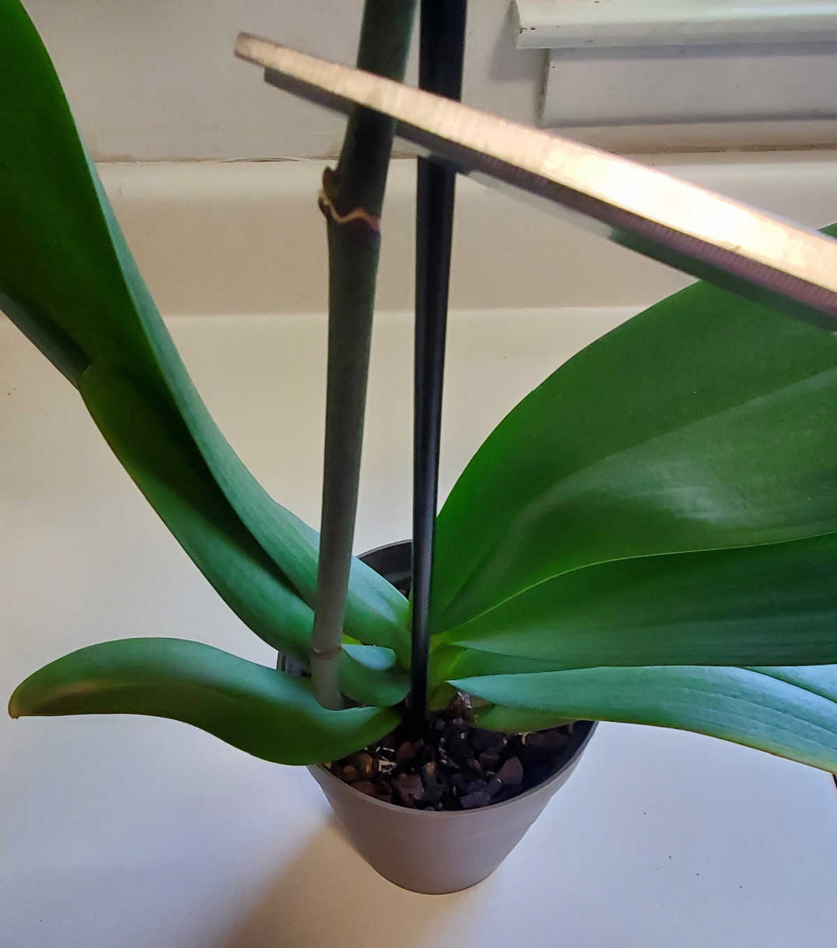 A pair of scissors cutting the stem of a moth orchid plant just above a node.