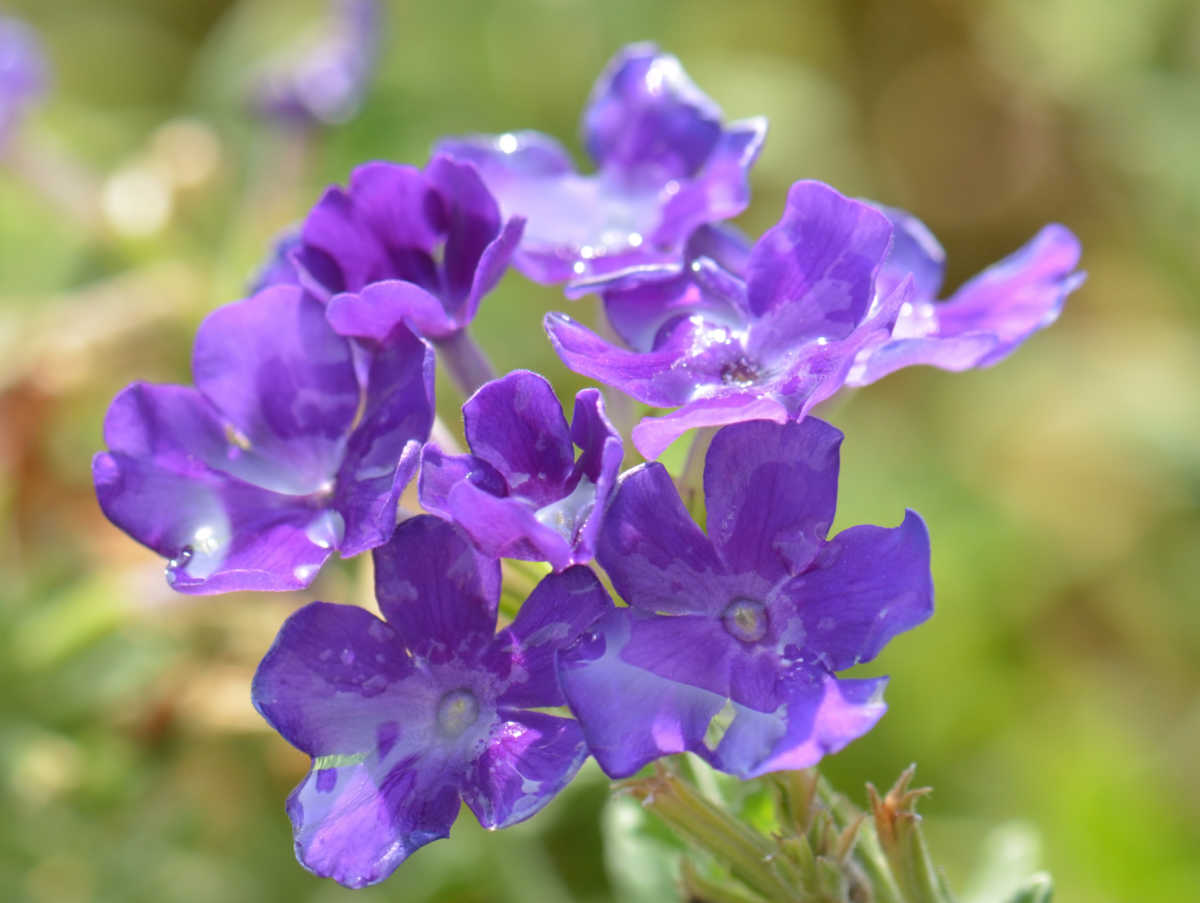 A close up of a browallia flower.
