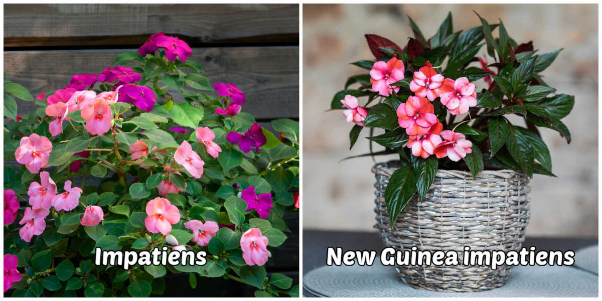 A collage showing the normal impatiens plant vs the New Guinea impatiens plant with text naming each plant.