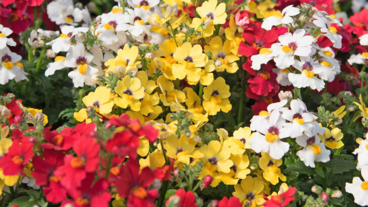 Close up of the self-cleaning flowers of nemesia.