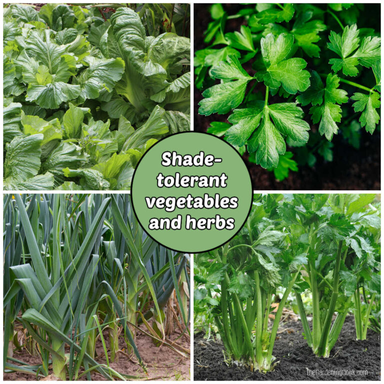 A collage with images of mustard greens, parsley, leeks and celery. Green text box reads shade-tolerant vegetables and herbs.