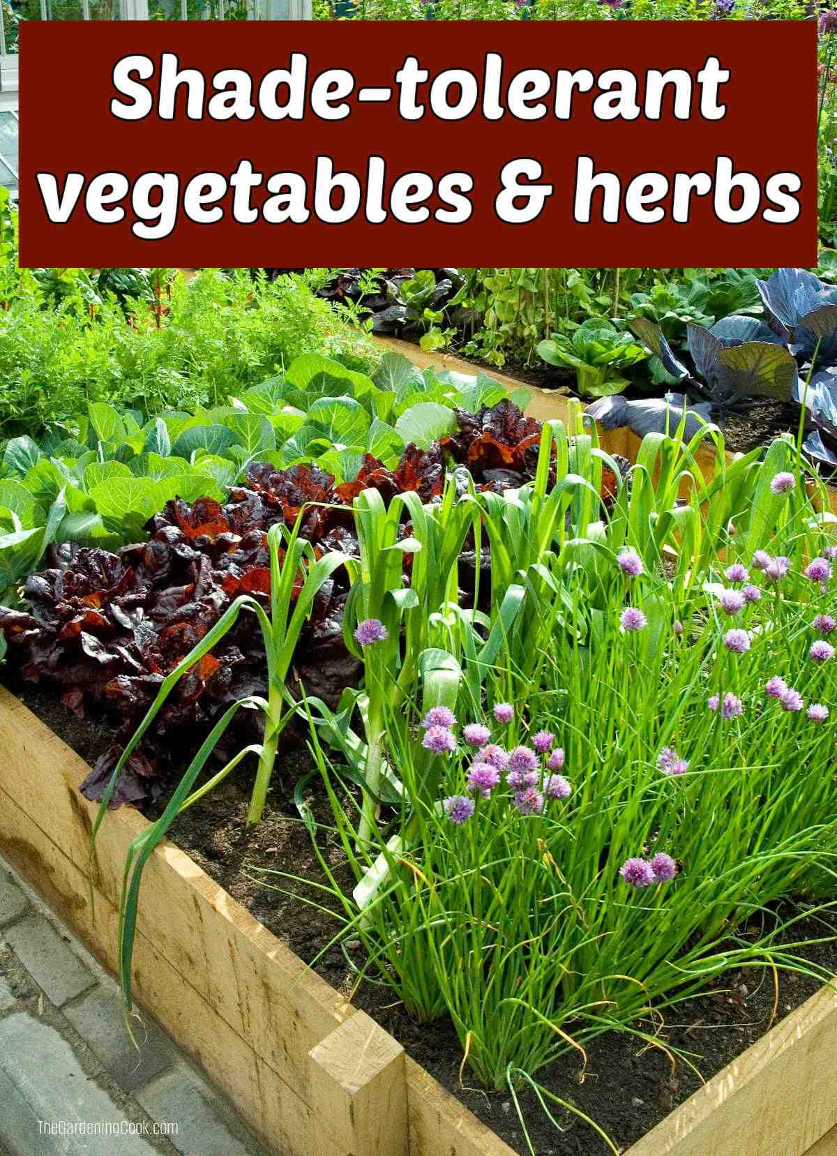 A raised garden bed with chives, lettuce, carrots and spinach growing. A brown teext boxes reads Shade-tolerant vegetables and herbs.
