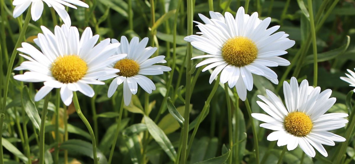 A close up image of four shasta daisies (Leucanthemum x superbum) and their foliage.