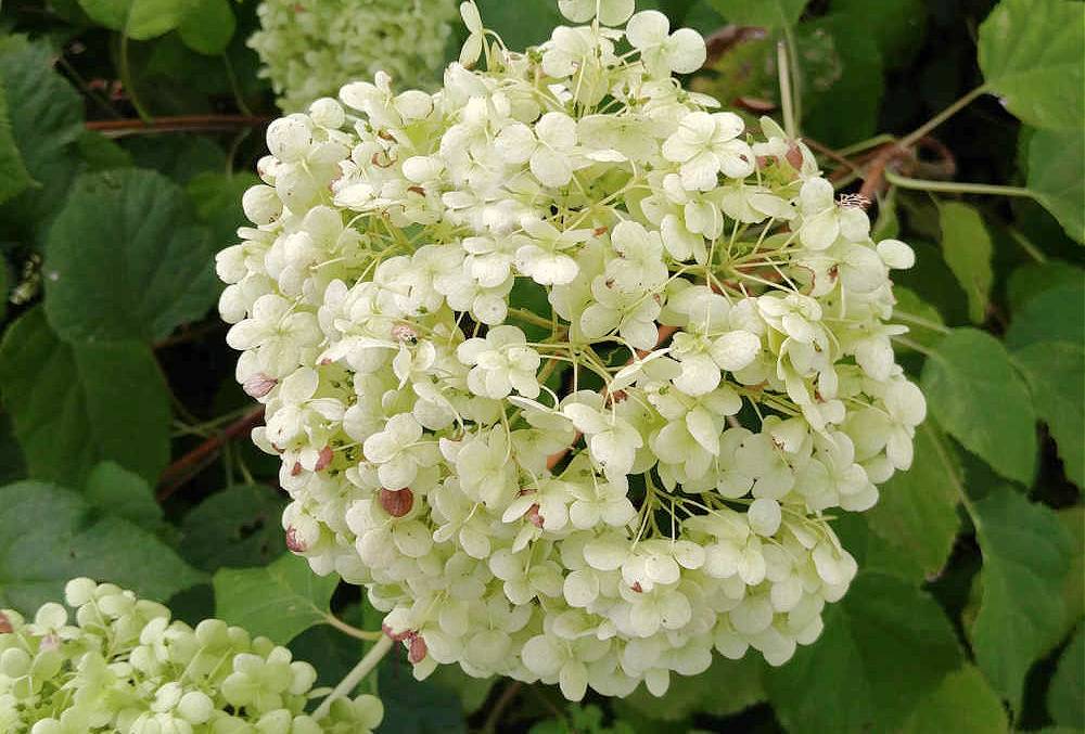 A close up shot of the white flower of a smooth hydrangea (Hydrangea arborescens), with a couple of leaves visible in the background.