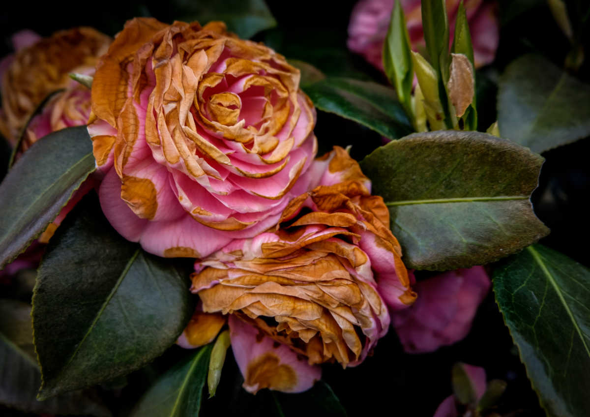 A camellia with two spent flowers that need to be deadheaded.