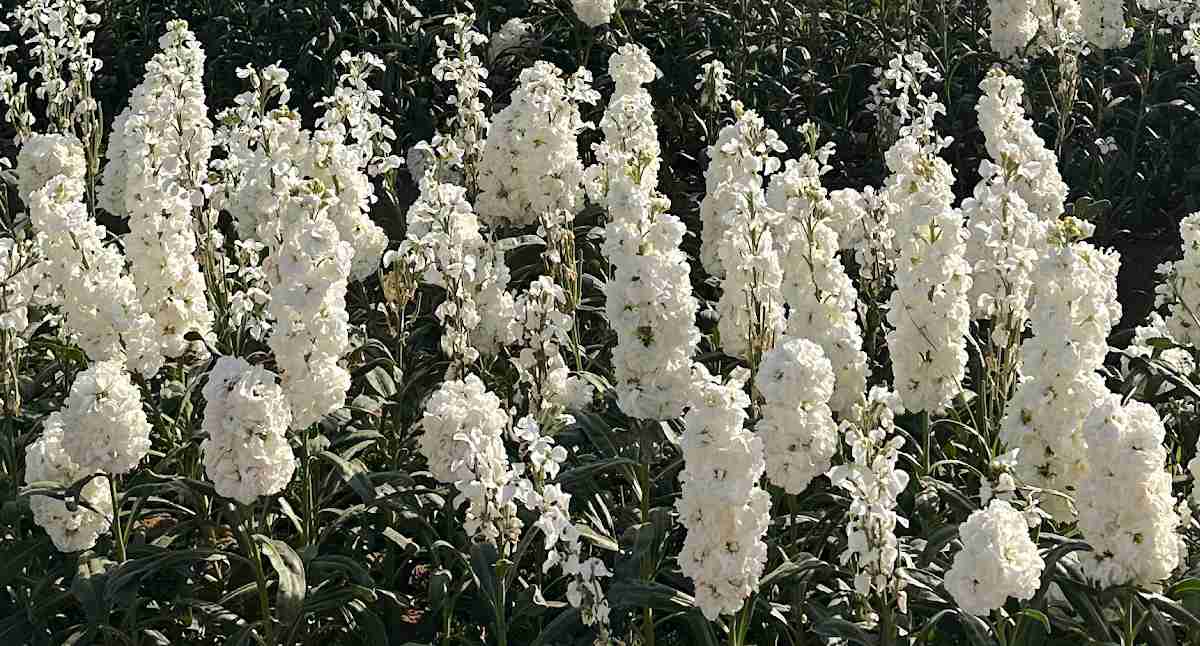 A close up shot of a field of white stock flowers (Matthiola incana), showing about twenty stalks of these common white flowers.