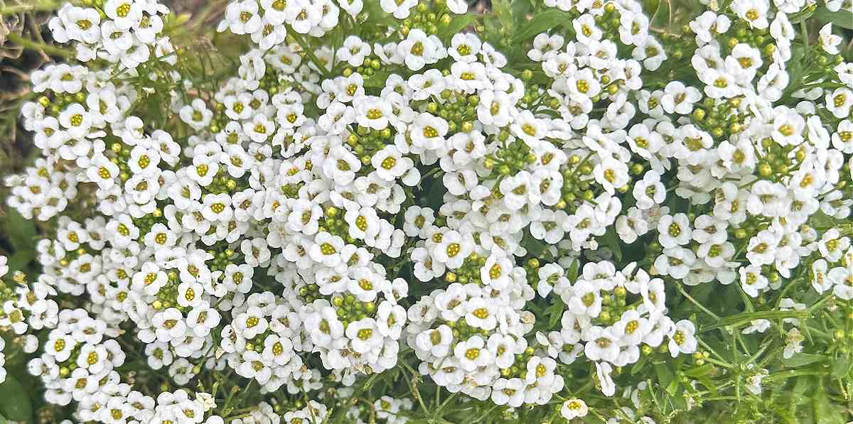 A close up shot of a patch of sweet alyssum (Lobularia maritima) flowers, with roughly 50-100 of the white flowers visible.