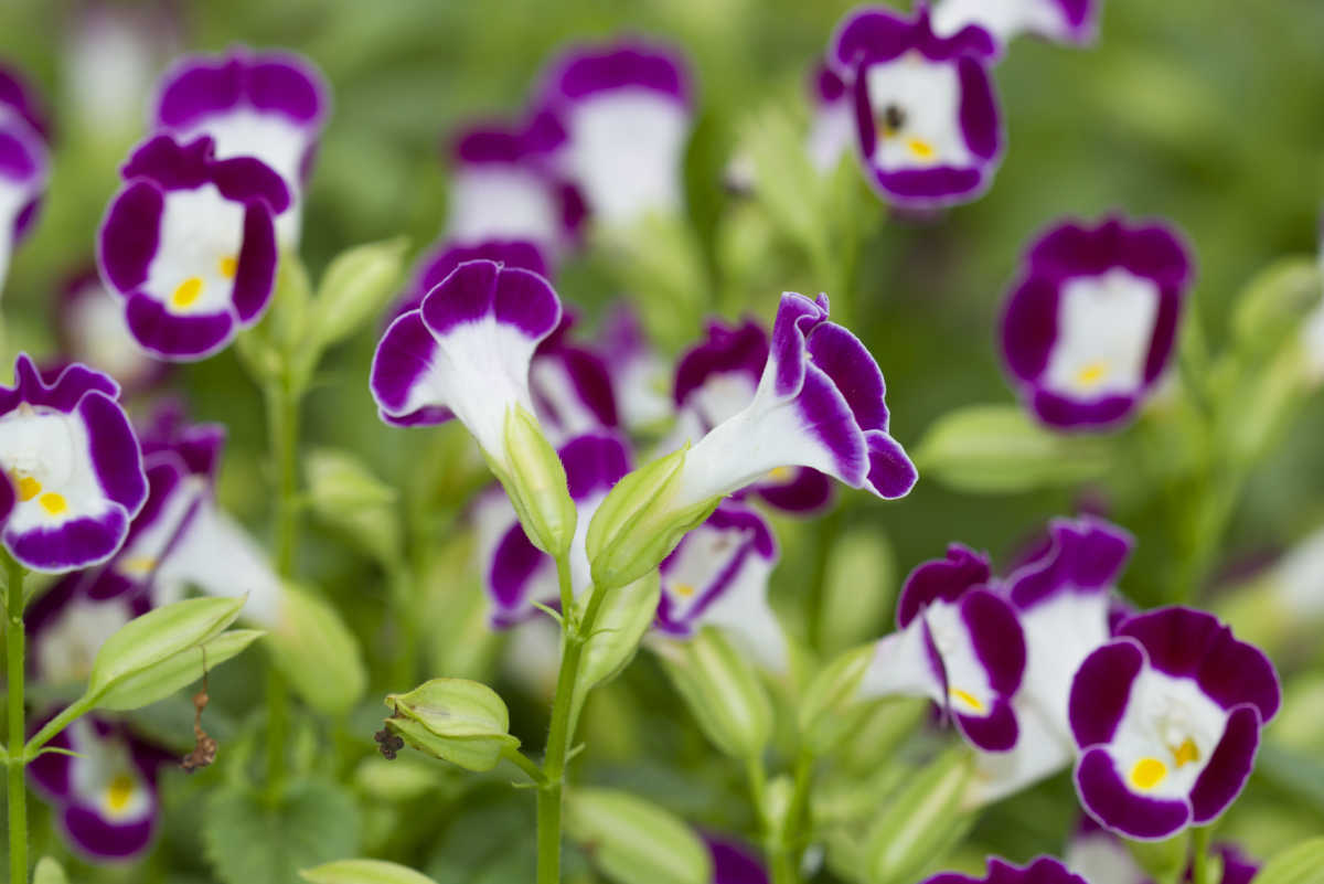 The wishbone shaped flowers of torenia.
