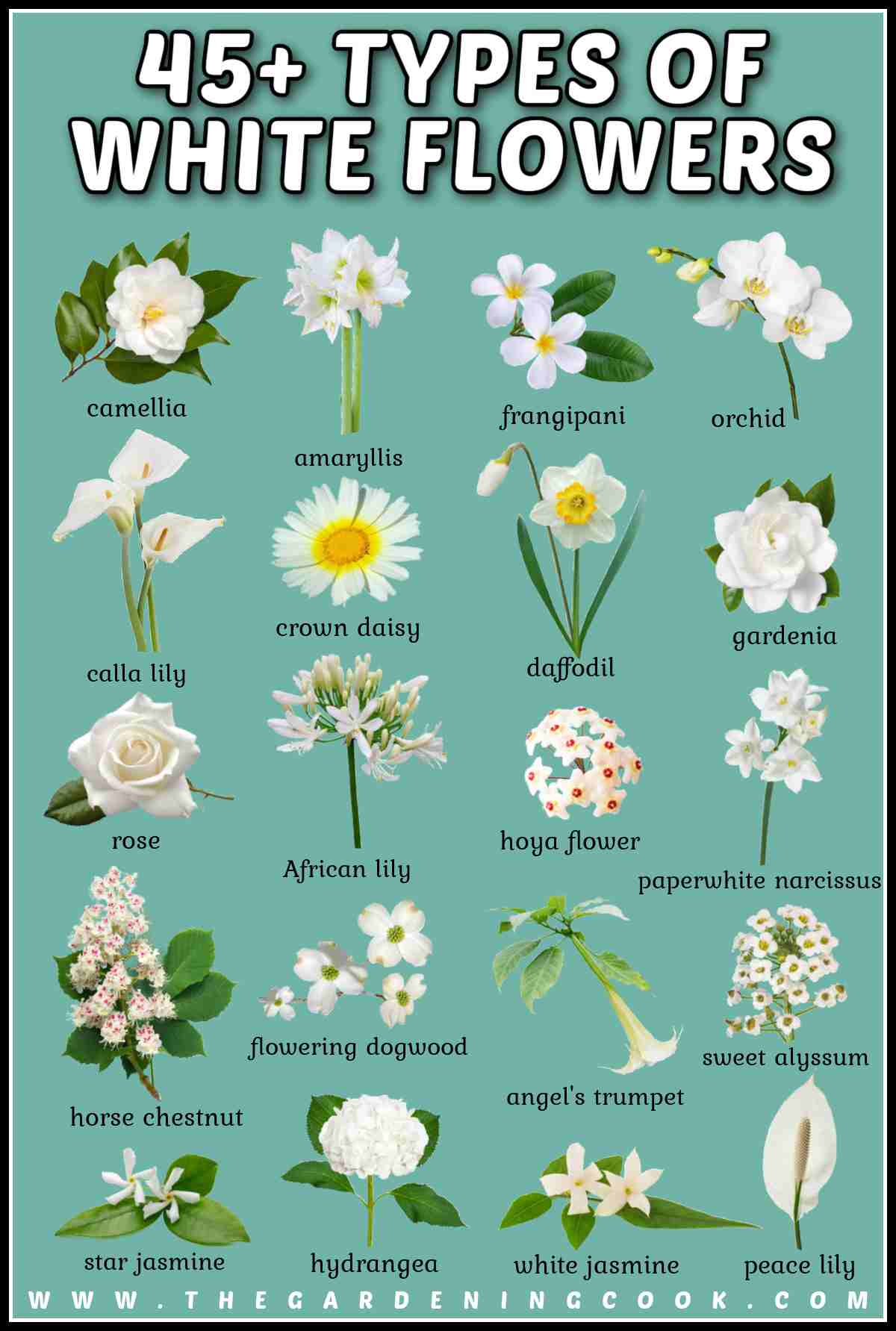 A text overlay in bubble lettering that says 45+ types of white flowers above a collage of 20 white flower names and photos.