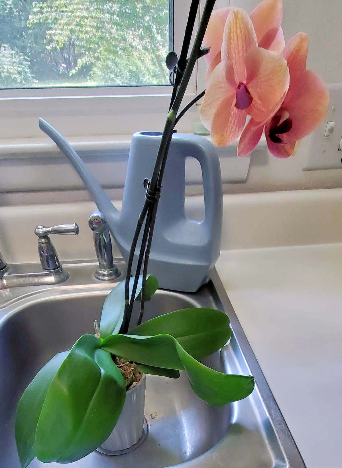 A moth orchid sitting in a kitchen sink with a blue watering can nearby.