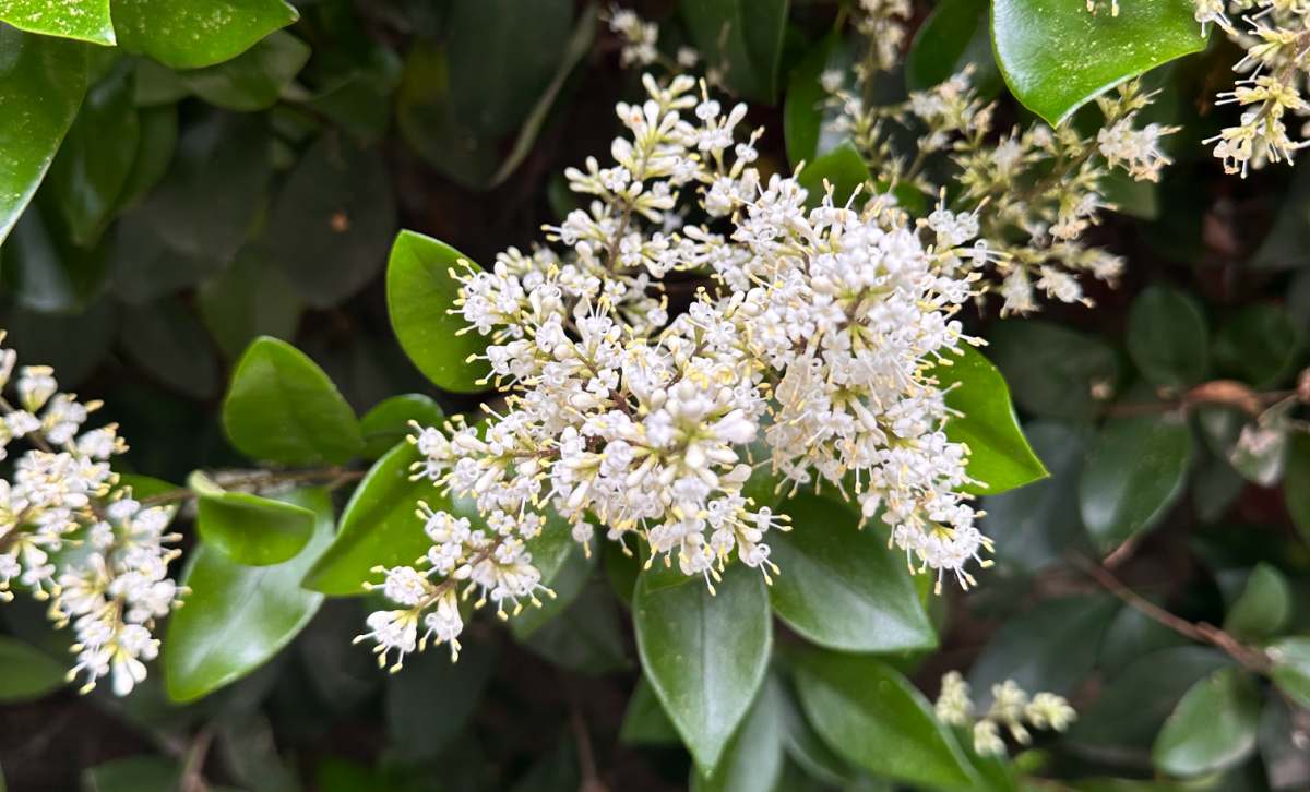 A close up shot of a panicle of the white flowers of a wax leaf privet (Ligustrum japonica 'Texanum'). In the background you can see more leaves, and flowers from this shrub with white flowers.