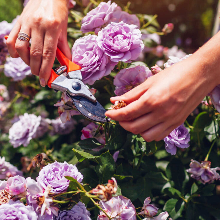 A woman holding garden shears above an untidy rose bush with flowers that need to be deadheaded.