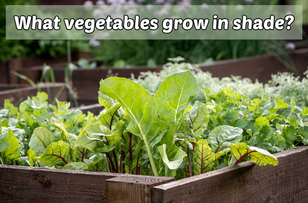 A raised garden bed with spinach, beets and lettuce in it. Green text box reads what vegetables grow in shade?