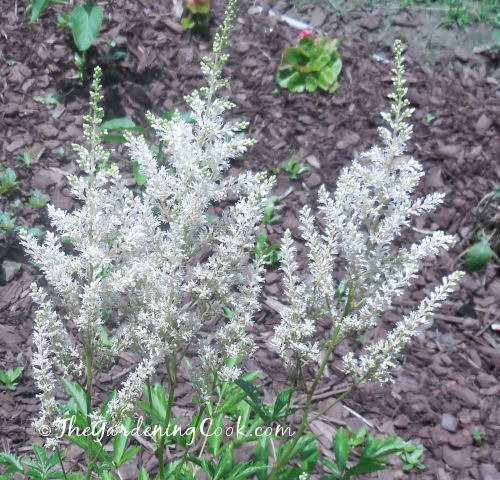 A close up shot of a white astilbe flower against mulch, with a few leaves in the bottom of the frame.