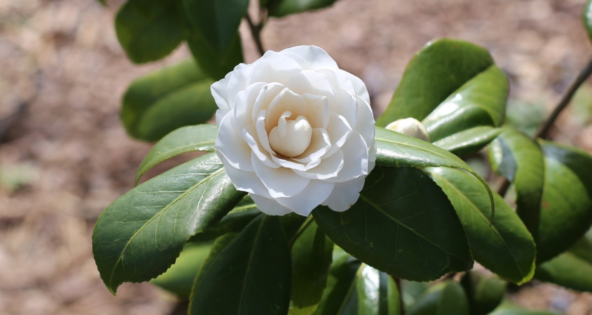 A close up shot of a white camellia flower in a flower bed, with mulch on it.