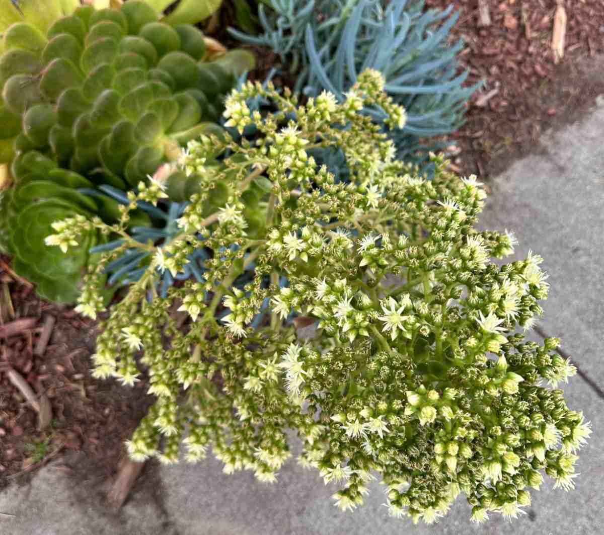 A canary aeonium (Aeonium canariense) succulent with white flowers are blooming from a stem growing over a sidewalk.