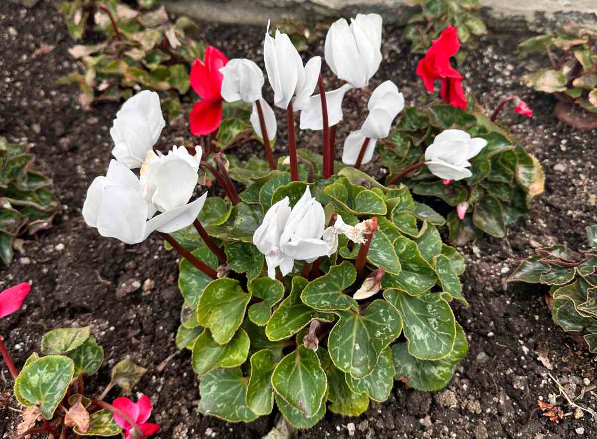 A close up shot of a white cyclamen plant, showing both the leaves, and the white flowers. There are also red cyclamen flowers visible in the background.