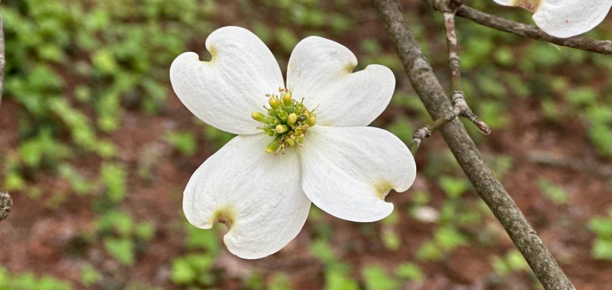 A close up of the branch of a tree with white flowers, showing a perfectly shaped white dogwood flower (Cornus Florida).