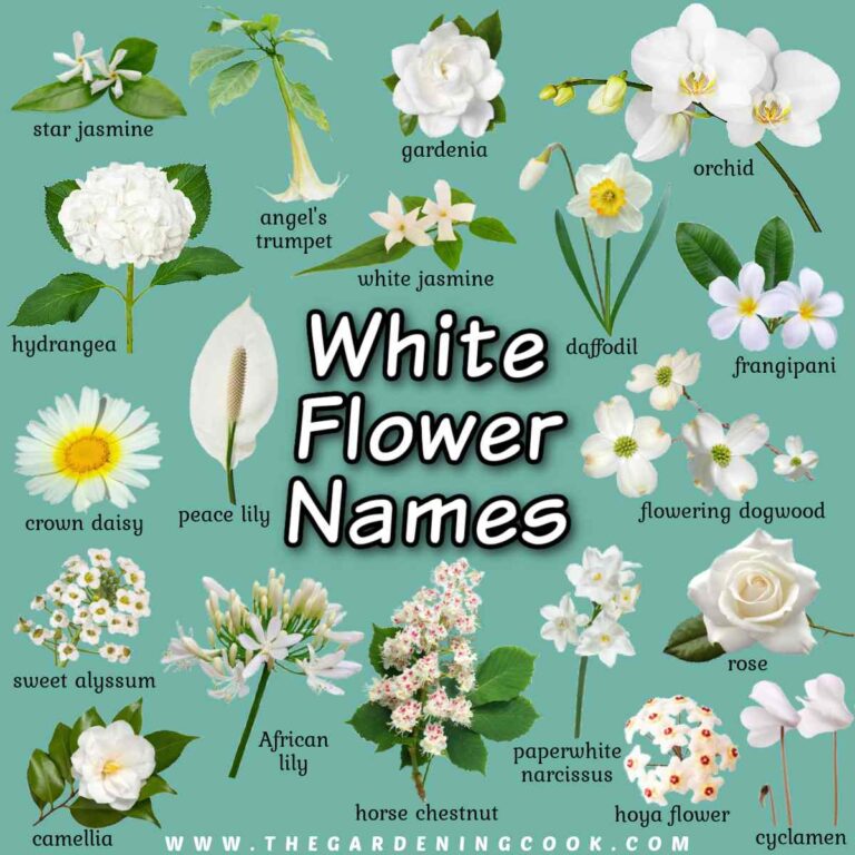 A text overlay that says white flower names, in the center of a square image with a teal background and 19 white flowers with names and photos surrounding the text.