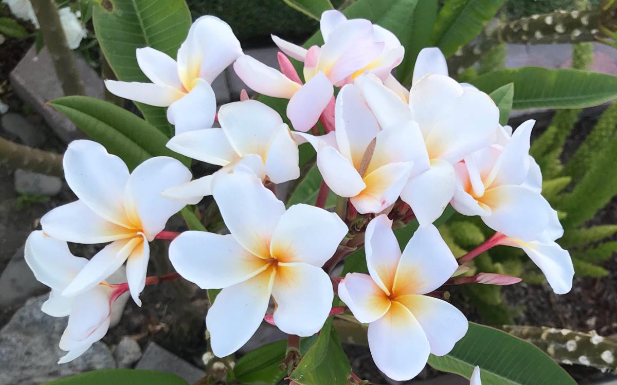 A white frangipani (Plumeria obtusa) plant, showing roughly 10 of these beautiful white flowers, with some foliage in the background.
