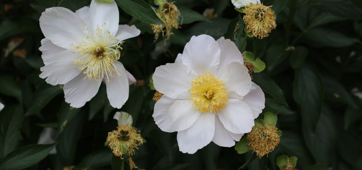 A close up shot of garden lace peonies (Paeonia lactiflora 'Garden Lace'). There are two of the white flowers showing, and several spent buds that need deadheading.