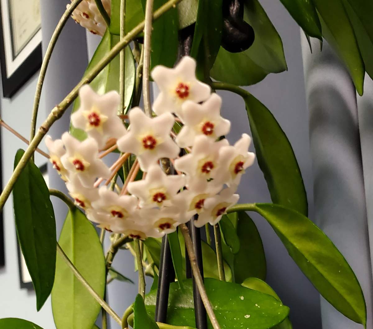 A close up shot of a hoya succulent with white flowers with red centers blooming from it.