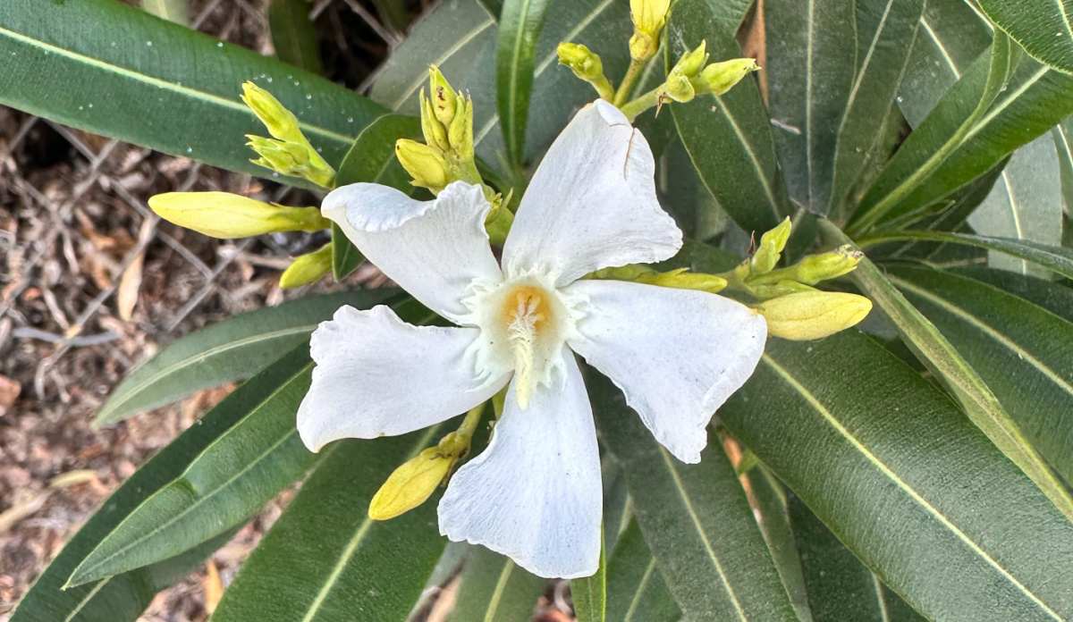 A close up shot of one white oleander flower on a branch, with clusters of unopened buds surrounding it.