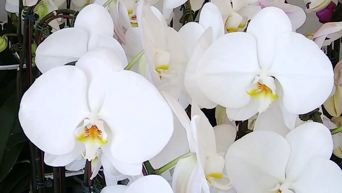 A close up shot of a group of white orchids, with about 10 of these beautiful white flowers in the frame.