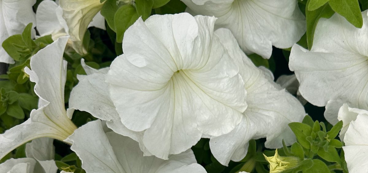 A close up shot of a patch of white petunias, where the whole image is filled with leaves and these common white flowers.