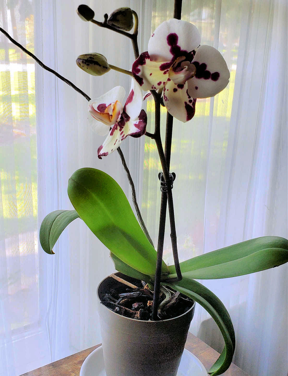 A white and purple moth orchid ini a pot in front of a sheer window curtain.