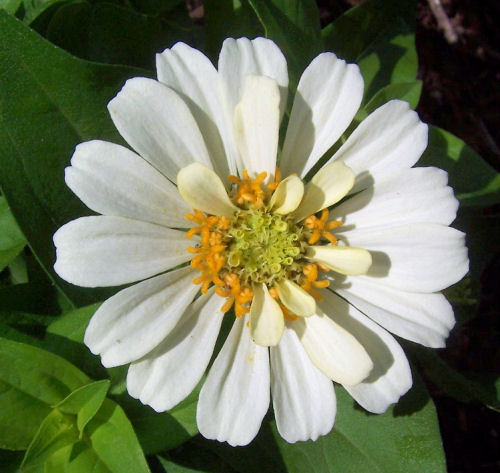A close up shot of a zinnia flower. The crop on this pretty white flower is tight, so only the flower and a few leaves are in the frame.