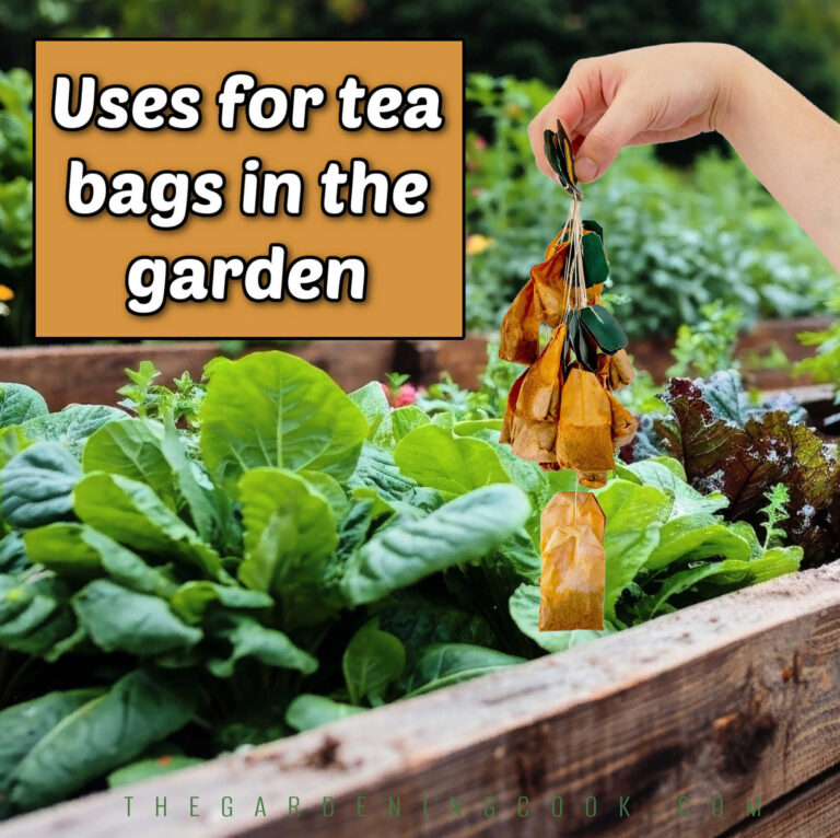 A woman holding tea bags over a raised garden bed. Tan text box reads Uses for tea bags in the garden.