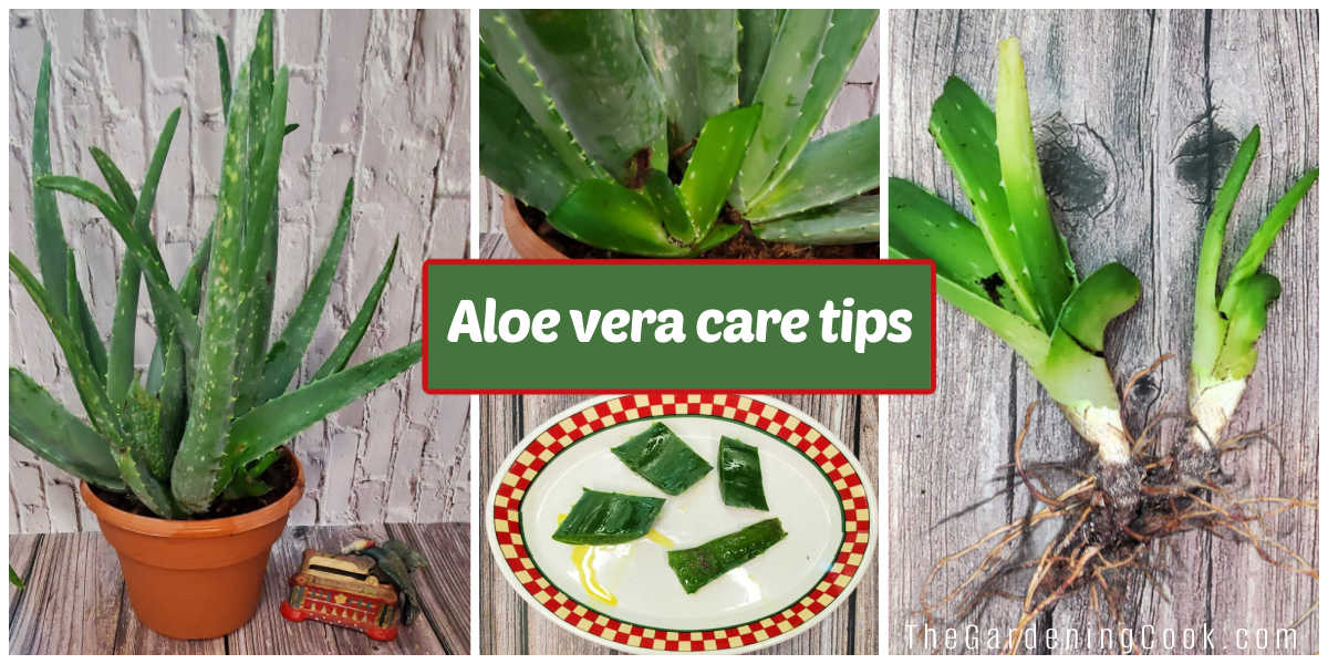 A collage with pictures of an aloe vera houseplant, pups growing from the base, leaves with gel and pups with roots. Green text box reads aloe vera care tips.