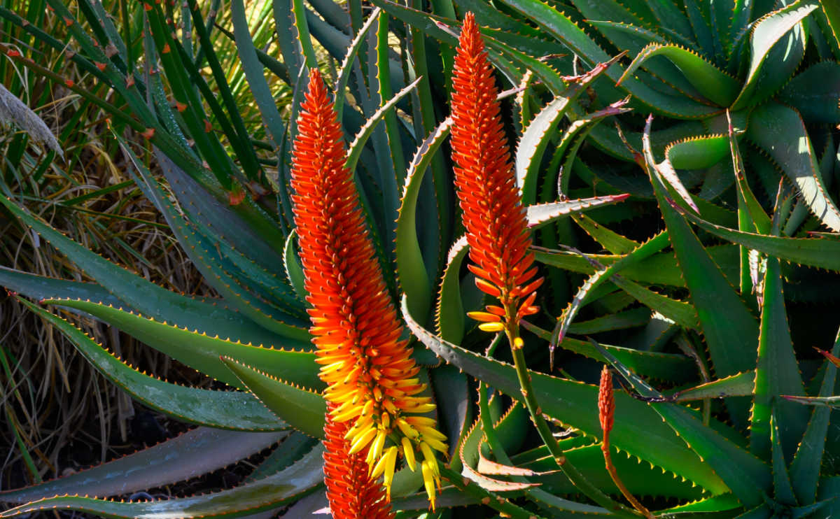 Orange and yellow flowers on a mature aloe vera plant.