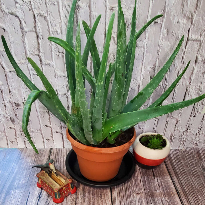 Aloe vera houseplant in tan pot with saucer next to a woodpecker toothpick holder and small succulents in a white and tan pot.