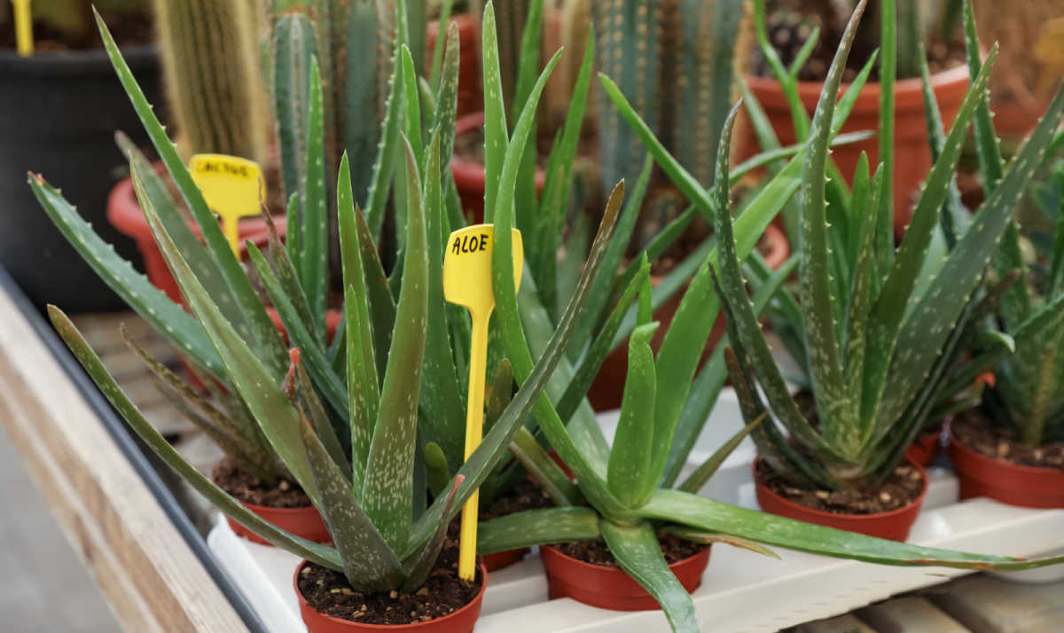 Containers of aloe vera plants for sale at a garden center.