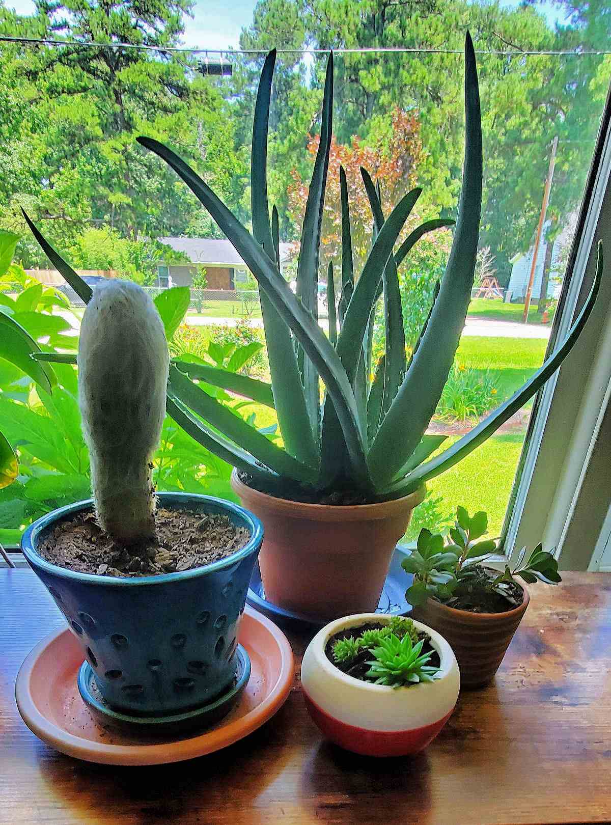 An aloe vera houseplant sitting next to small succulents and a large cactus in a sunny window on a table.