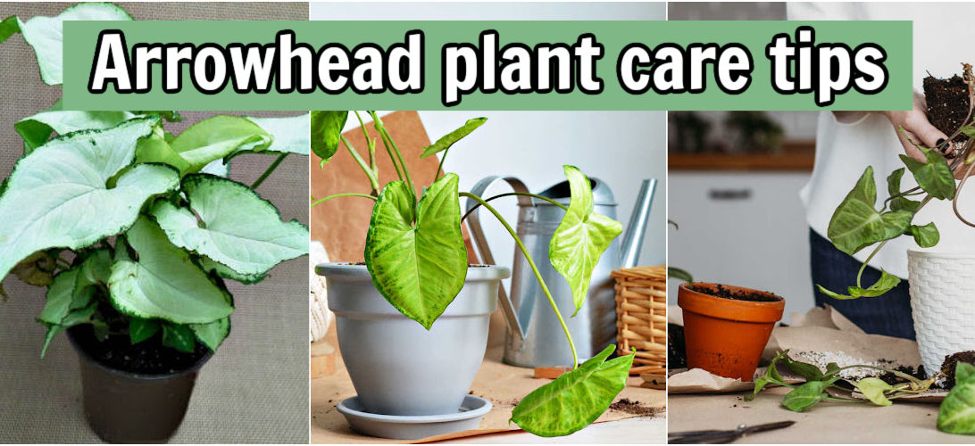A collage showing images of exotic allusion syngonium, syngonium in a pot and woman repotting syngonium plant. Green text box reads Arrowhead plant care.