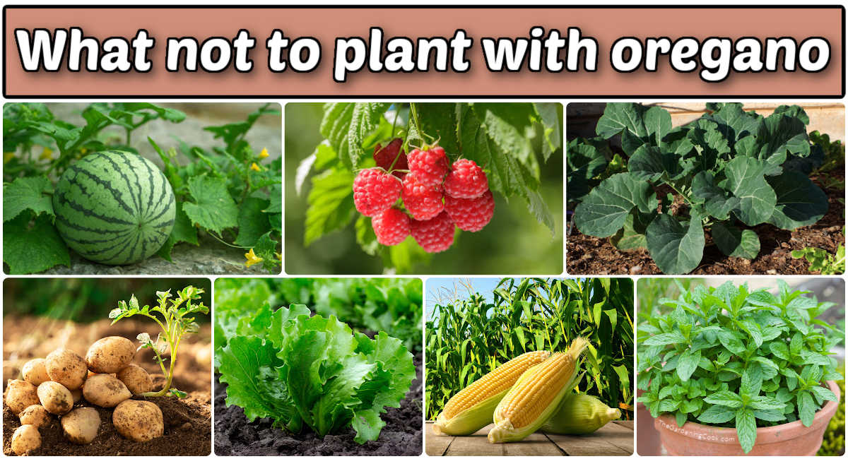 Pictures of watermelon, raspberries, collards, potatoes, lettuce, corn and mint in a collage. Tan text box at the top reads What not to plant with oregano.