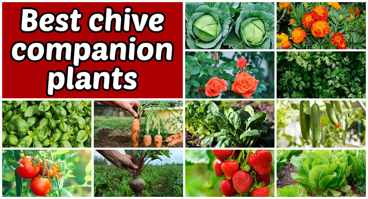 Rows of vegetables, herbs and flowers in a collage. Rust text box reads Best chive companion plants.