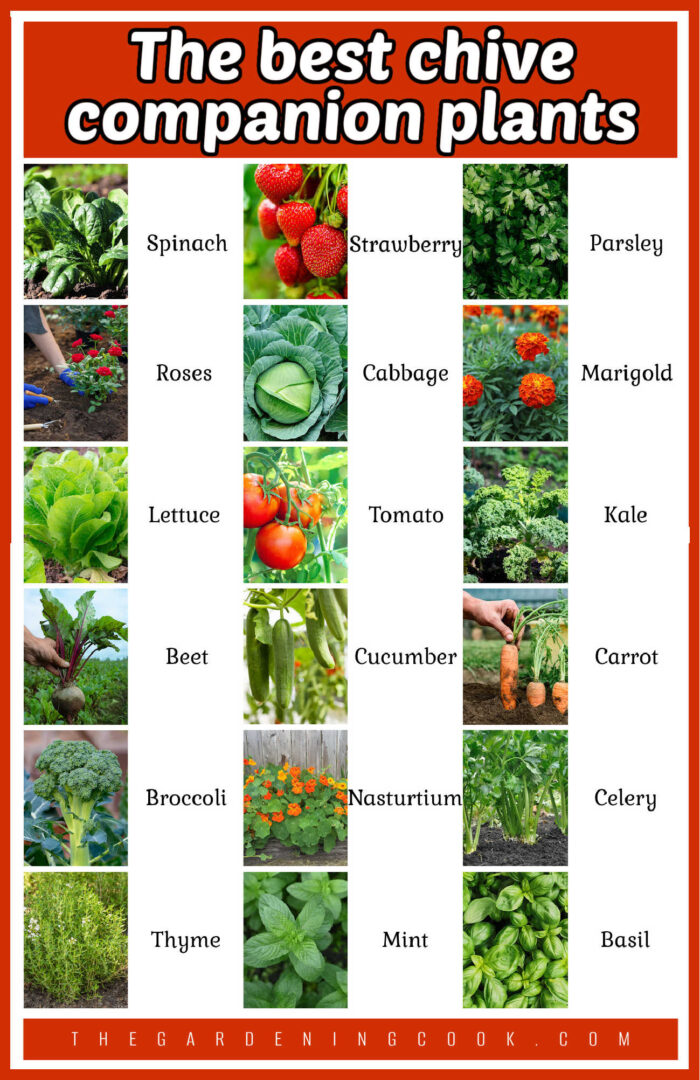 Chive Best Chive Companion Plants + Chives Companion Planting Chart